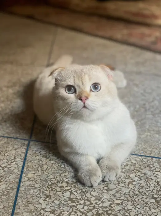 accouplement scottish