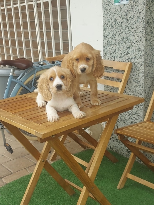 Coker spaniel anglais