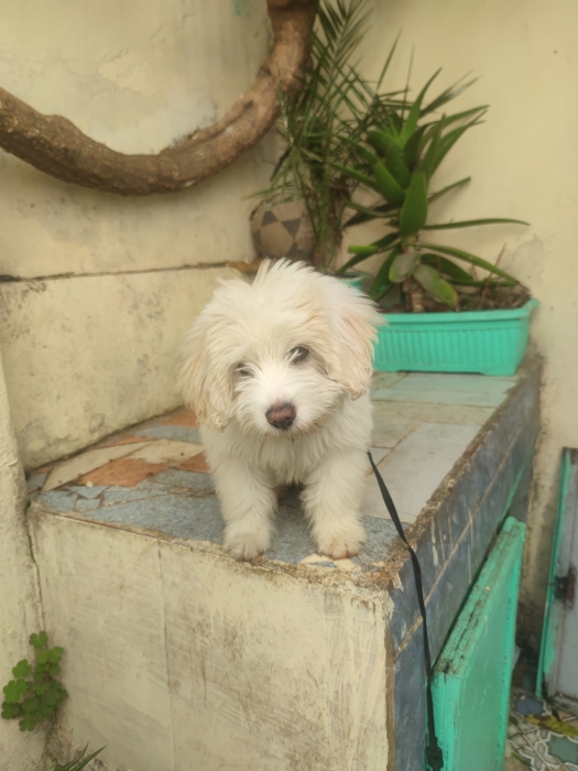 Chien bichon maltais