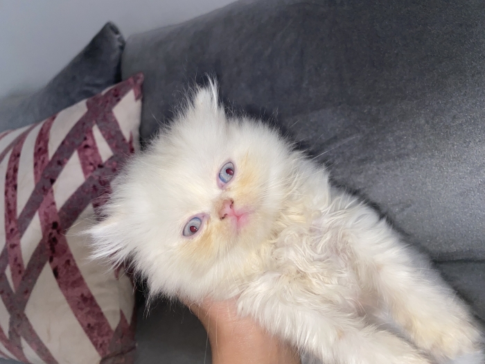 “Chatons Persans à vendre – 2 femelles blanches yeux bleus + 1 mâle – Casablanca”