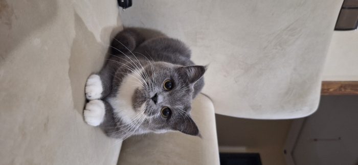 British shorthair female