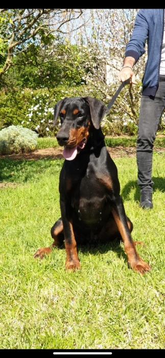 Doberman Pinsher