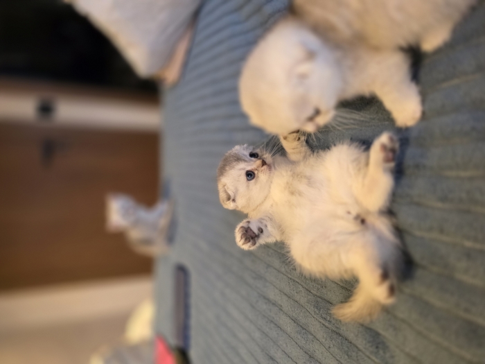 Chattons scottish fold et straight