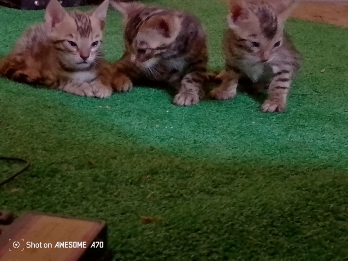 Bengal chats brown pur race europe