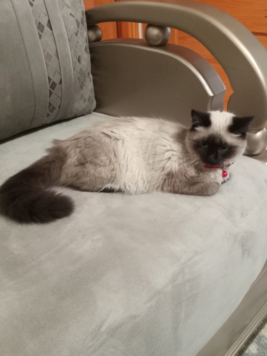 Chat siamois de 10 mois