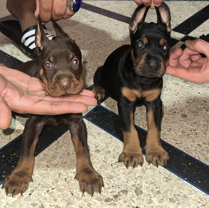 Chiots doberman