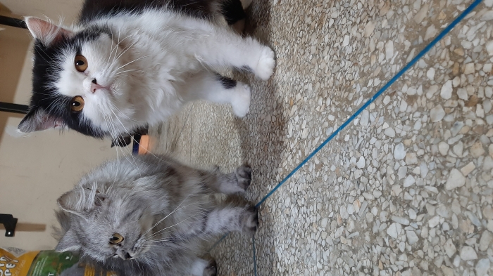 4 chats persian doll face