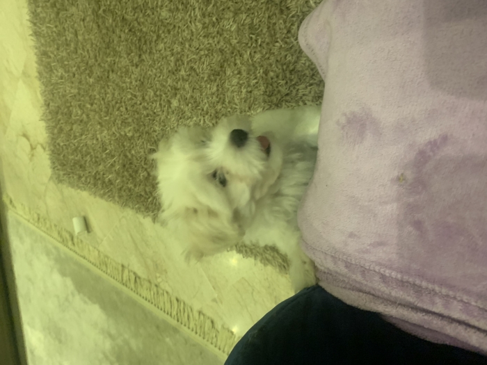 Bichon maltais à vendre