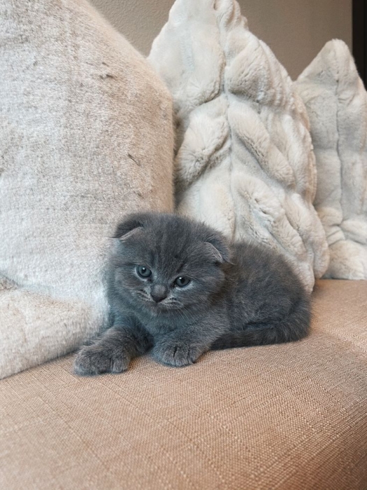 Scottish fold