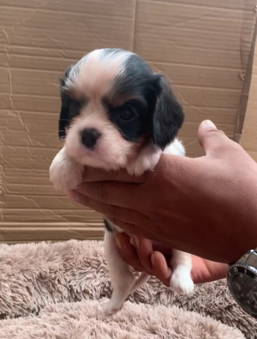 Cavalier king charles