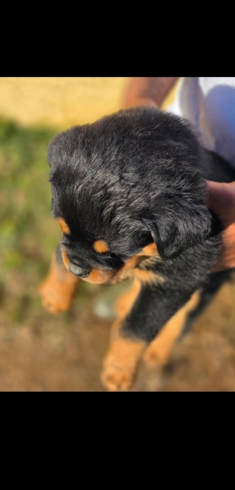tres belle portée Rottweiler pedigree