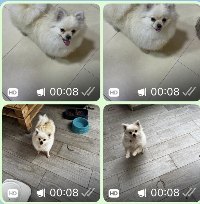 Spitz femelle 1 an sur casablanca