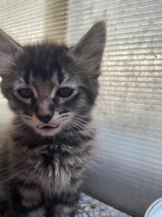 Chaton pour adoption à Casablanca