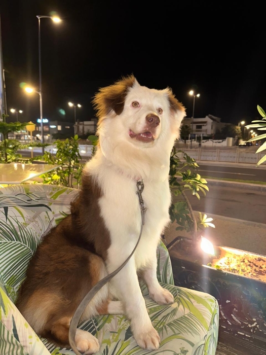 Chien berger australien pedigree