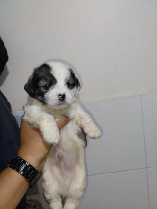 Bichon Havanais 🎊
