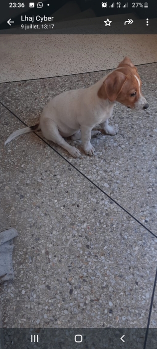 Jack russel a vendre