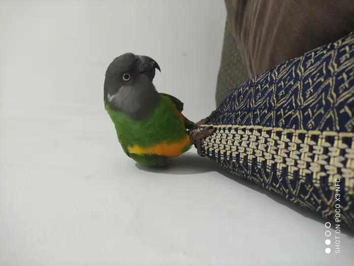 Perroquet youyou du sénegal