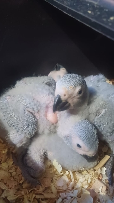 Bébé gris du Gabon