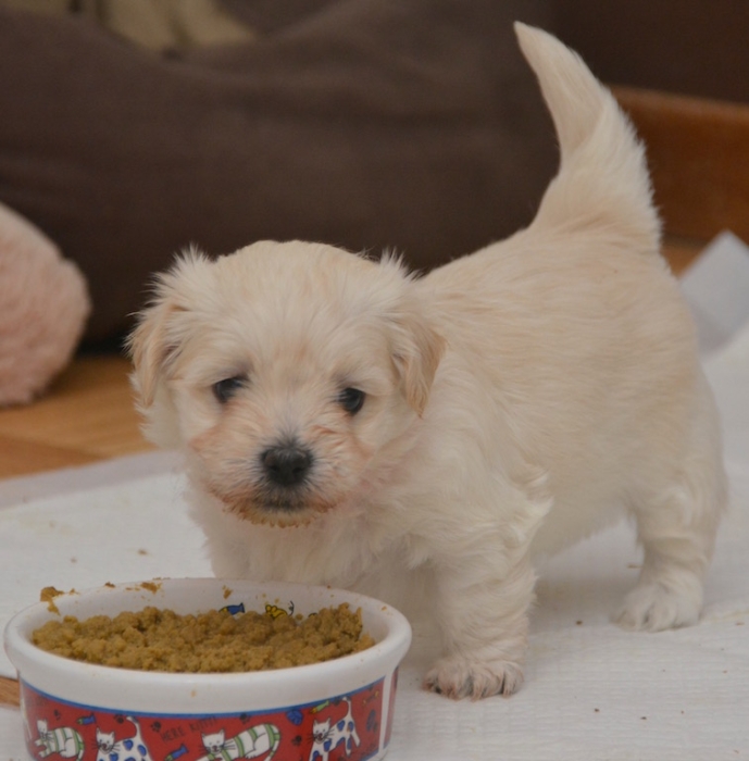 Bichon Havanais 🎊