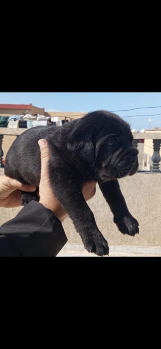 Disp chiot cane corso top d top