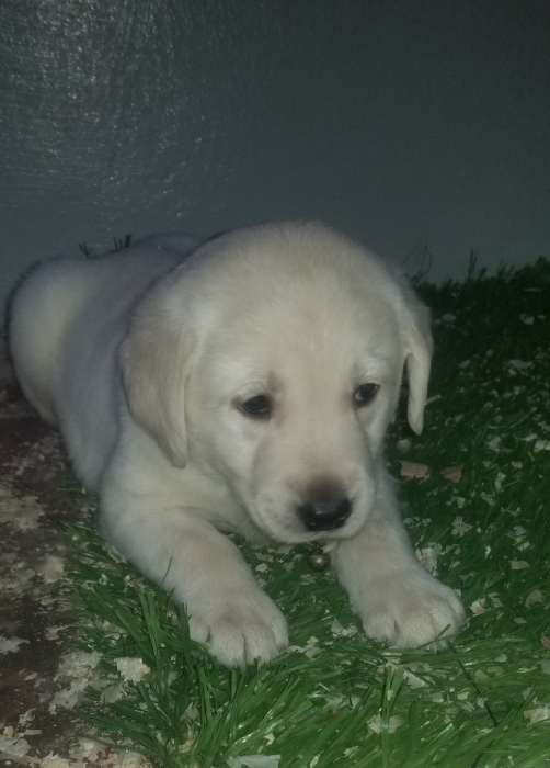 Chiot Labrador Pure race mâle