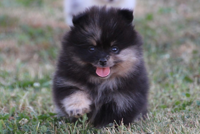 Spitz Black Tan 🔥