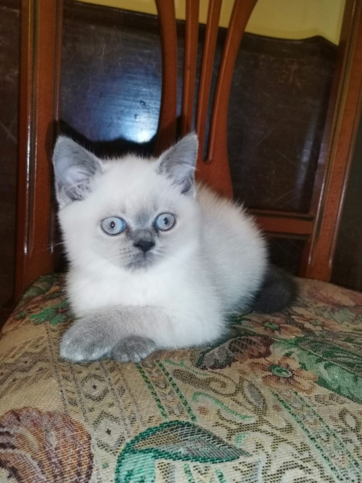 Chaton britich blanc et bleu