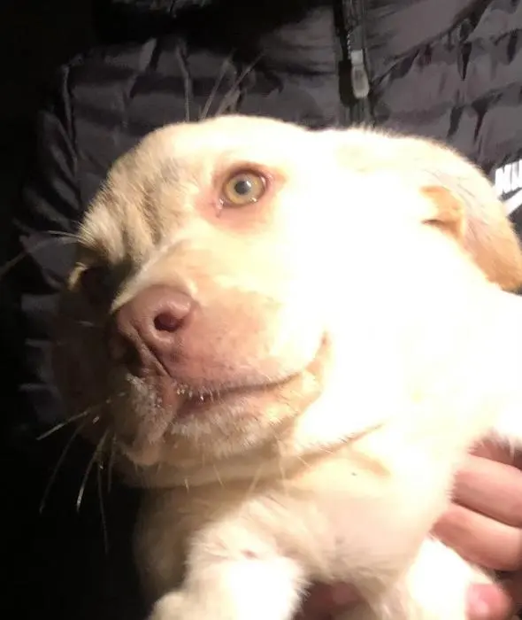 Chiots Labrador yeux vert