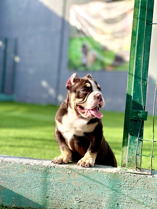 American Bully Micro
