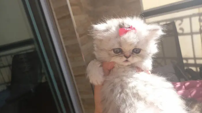 Chat persan chinchilla