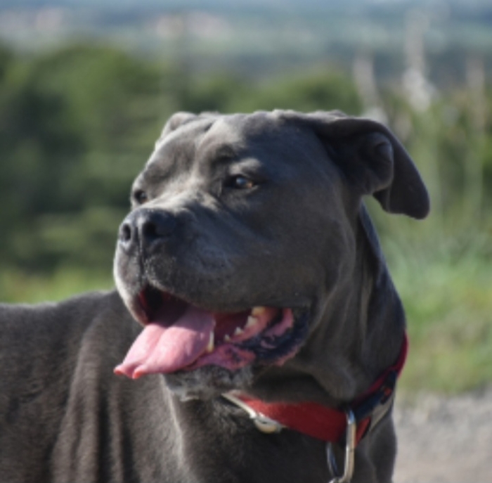 Cane Corso Femelle