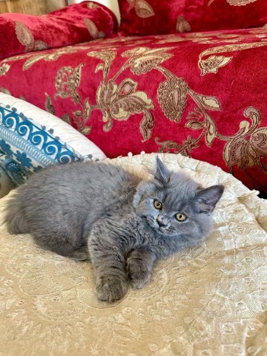 British , Scottish fold and Scottish straight