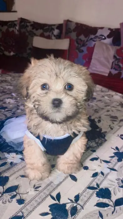 Bichon femelle couleur sablé