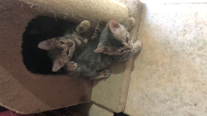 Chat Bengal sans pedigree