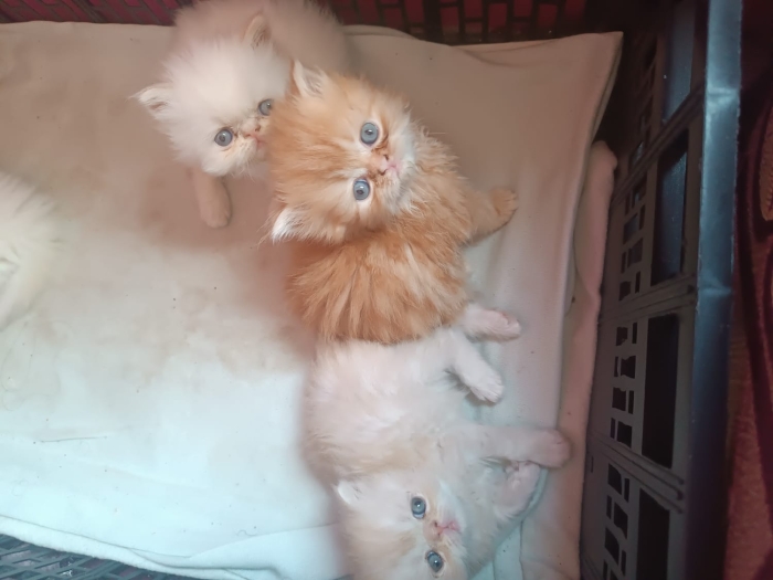 Chatons persans