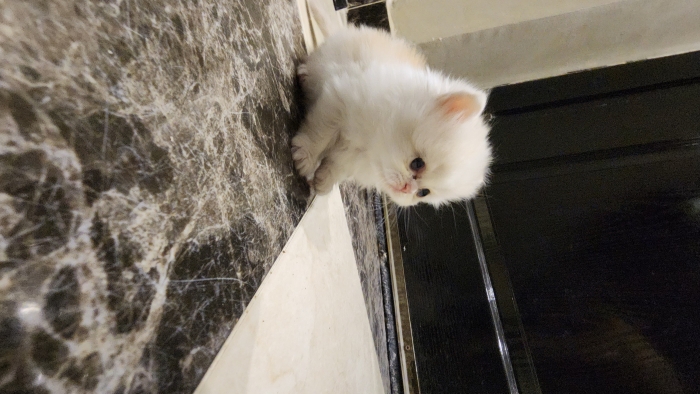 chatons Persans pure race