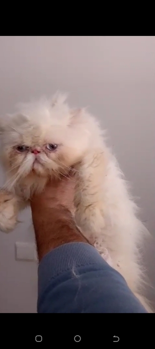 chat persan malle 1 ans