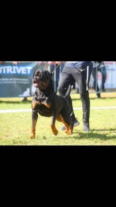 Chiots femelles rottweiler