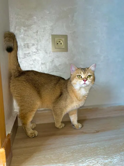 Accouplement british short hair