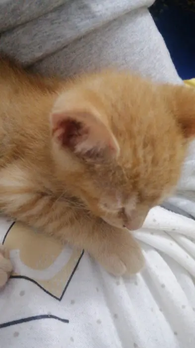 Cutest playful cat 🐈