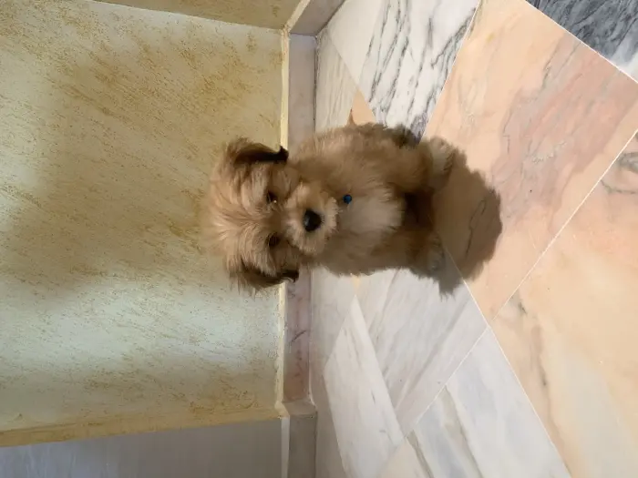 Vends bichon havanais pure 4 mois vacciné