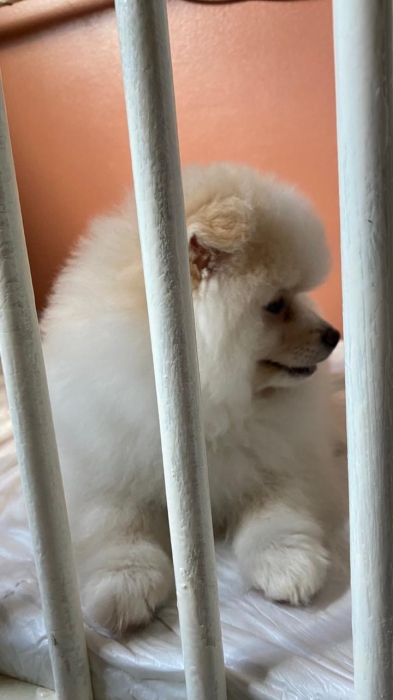 Spitz pomeranian nain