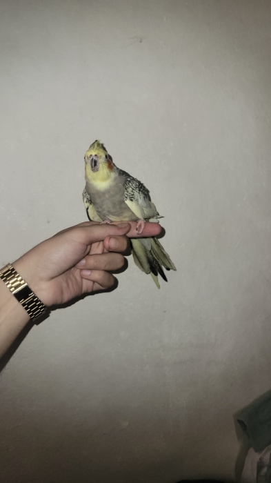 Calopsitte bien dressé