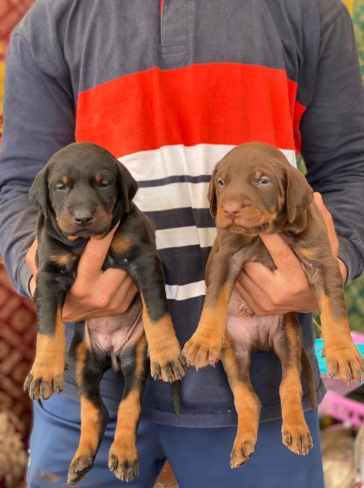 Disp chiot doberman top