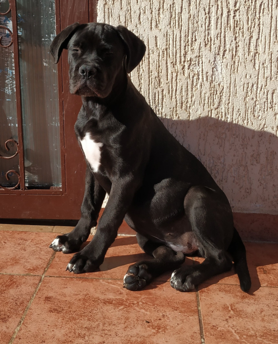 4 mois chiot cane corso