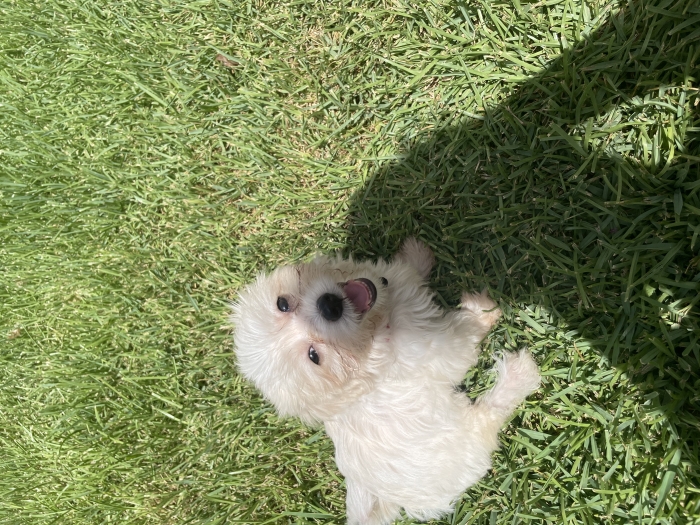 Adorable chiot Bichon Maltais femelle de 2