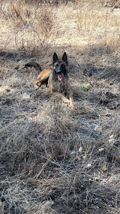 Malinois pure race