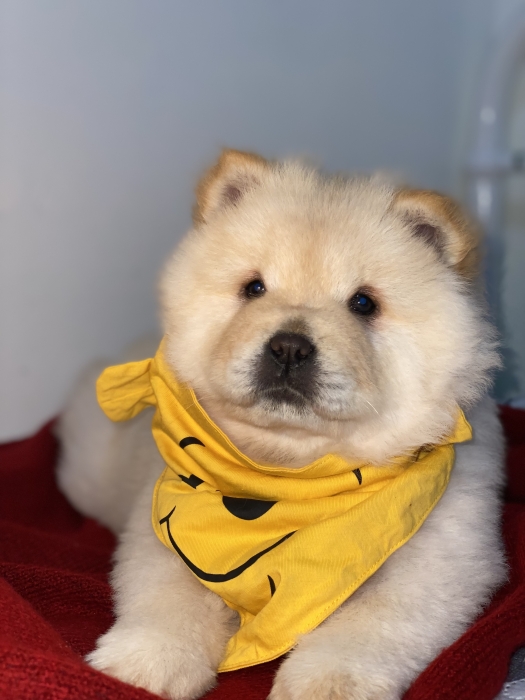 Chowchow
