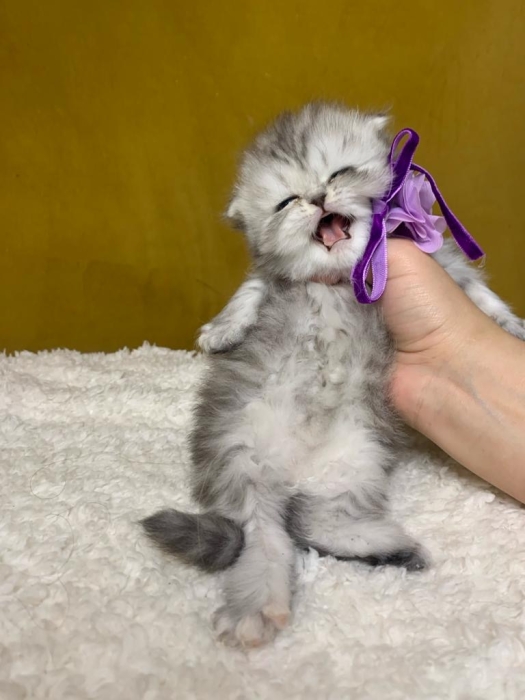 Chat Scottish fold highland