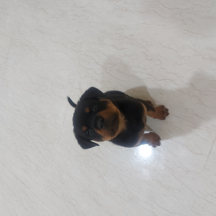Rotweiler male